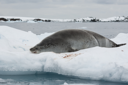 crabeater seal which lies on the ice near the shoreの素材 [FY31070810263]