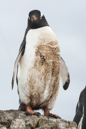 Gentoo penguin standing on the rocks and mired in the mud of the colonyの写真素材