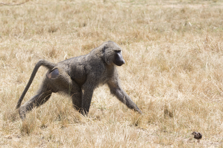 Male anubis baboon walking among dry grass on savanna in dry seasonの写真素材