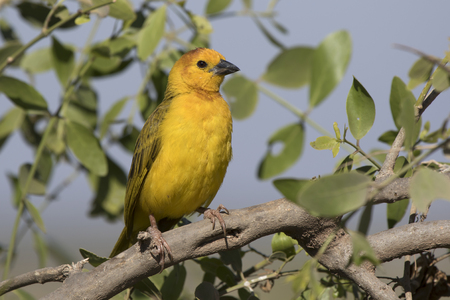 Male Taveta weaver sitting in a bush on a branch on a hot afternoon in a dry seasonの写真素材
