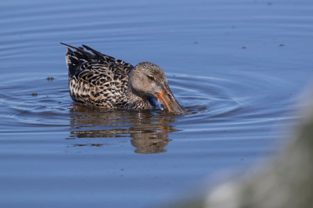 female Shoveler that swims and feeds on a small puddle on a sunny spring dayの写真素材