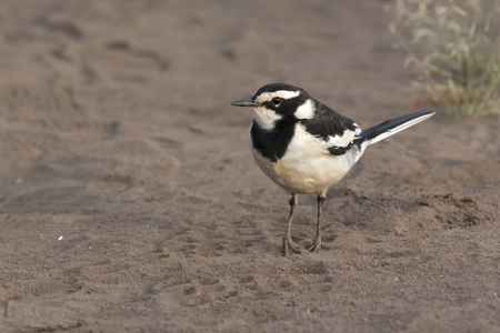 african pied wagtail that stands on a sandy beach in the Nile Valleyの写真素材