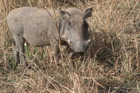 Phacochoerus that stands amid the dry grass in the savannah sunnyの写真素材
