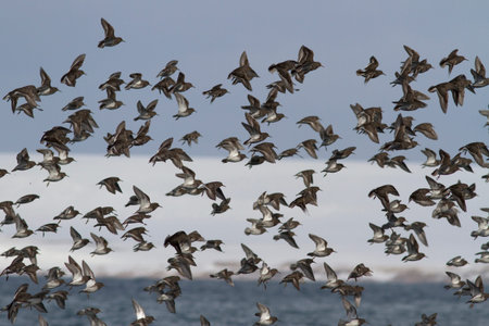 large pack of ROCK SANDPIPER flying against a background of snow-covered hills along the sea shore