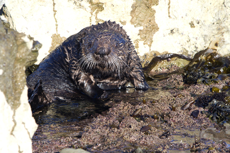 Sea otter took a defensive pose in shallow water during the winter low tideの写真素材