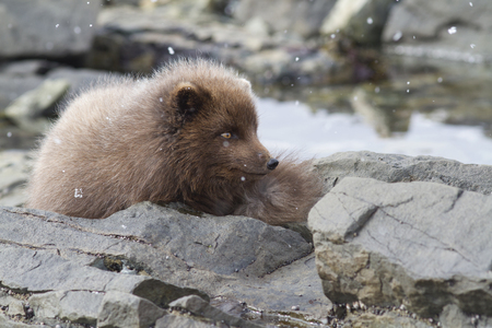 Commanders blue arctic fox sitting among rocks on the ocean at low tideの写真素材