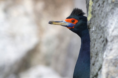 Portrait of a red-faced cormorant peeping out from behind a rock in a bird colony