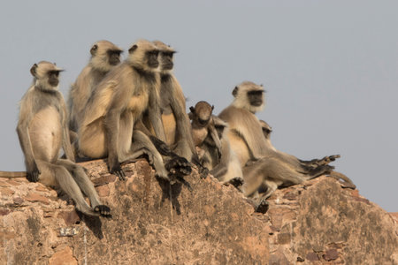 family of gray langurs that sits on the wall of an ancient Indian fort on a sunny winter day