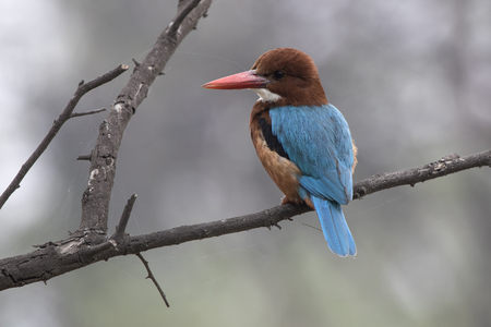 white-throated kingfisher who sits on a dry branch of a tree over a small pond in anticipation of fishの写真素材