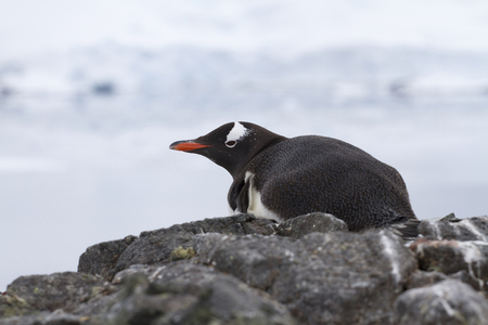 Gentoo Penguin that lies on a cliff on the shore is protected in the Antarctic by a summer overcast dayの写真素材