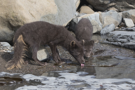 female and a pup Commanders blue arctic fox that drink water from a puddle on the ocean shoreの写真素材