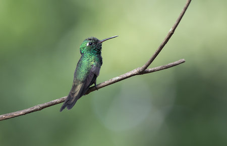 Cuban emerald male who sits on a branch in the shade of bushes on a sunny dayの写真素材