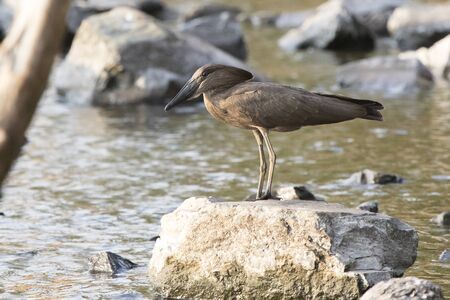 Hamerkop standing on stones by the lakeの写真素材