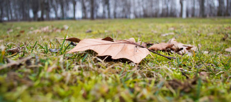 Dry maple leaf in the park on a grass in the autumn morning