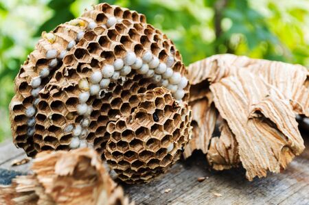 A brown nest of hornets on a wooden barrel on a summer sunny morningの写真素材