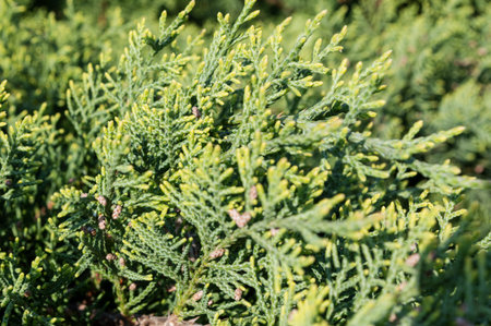 A branch of juniper on a sunny spring morning