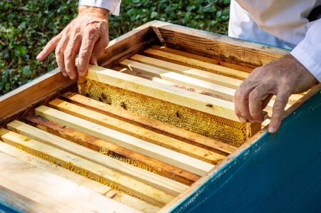 A beekeeper takes out a frame with bees from a hive on a sunny summer day.の写真素材