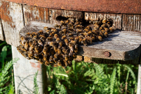 A swarm of bees outside the hive on a sunny summer day.