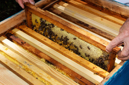 A beekeeper takes out a frame with bees from a hive on a sunny summer day.