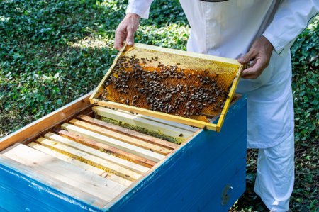 A beekeeper takes out a frame with bees from a hive on a sunny summer day.