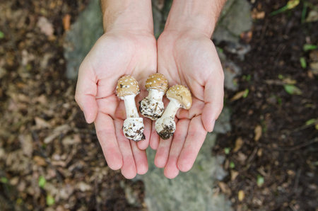 Man holding in his palms mushrooms - autumn forest scene from Europeの写真素材