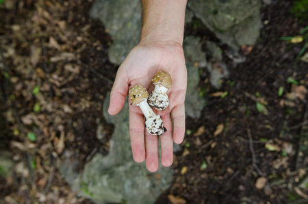 Man holding in his palm mushrooms - autumn scene from Europeの写真素材