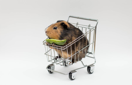 Guinea pig sitting in a shopping cart on isolated backgroundの写真素材