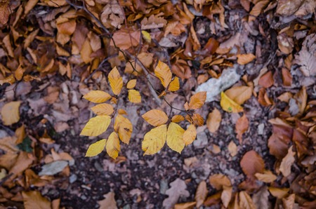 Colorful leaves on the ground near or after sunset - forest or park sceneの写真素材