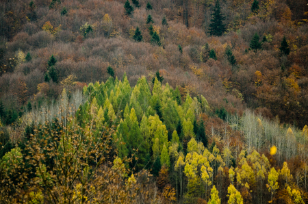 Autumn forest textures with colorful leaves and pine trees in the Slovakian mountains Europeの写真素材