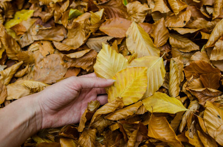 Hand hold a yellow autumn leaf - int the background more colorful leaves - park or forest ground sceneの写真素材