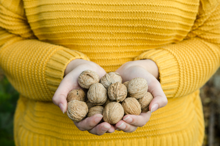 Girl holding in a handful of walnuts in yellow knitted sweater - autumn lifestyle pictureの写真素材