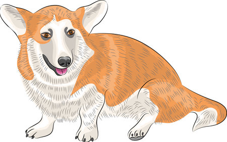 Welsh corgi dog breed isolated on white background.のイラスト素材