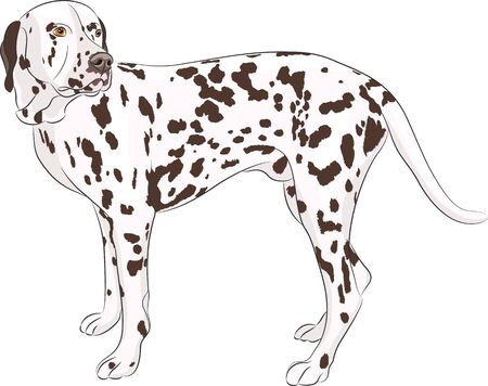 Large dog breed Dalmatian isolated on a white background.のイラスト素材