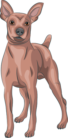 Dog breed miniature pinscher isolated on white background.のイラスト素材