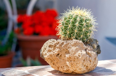 Cactus in a pot of volcanic pumice.の写真素材