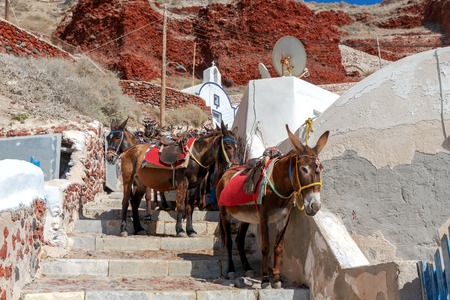 Donkeys to transport tourists from the harbor to the village Oia located at the top of the mountain.の写真素材