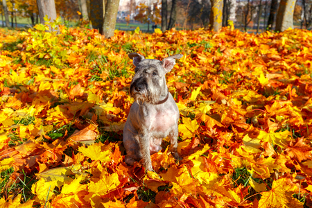 Miniature Schnauzer in the autumn park.の写真素材