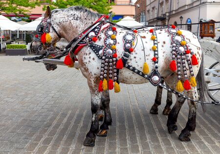 Horse carriages in the old market square. Krakow. Poland.の写真素材