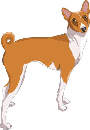 Color vector drawing of a Basenji dog on a white background.のイラスト素材