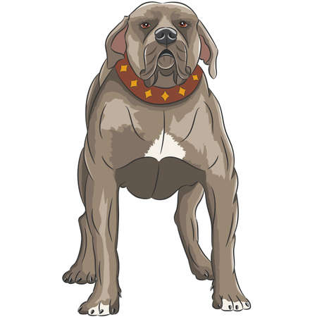 English staffordshire bull terrier isolated on white background.のイラスト素材