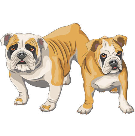 Vector drawing of a pair of English bulldogs on a white background.のイラスト素材
