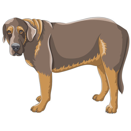 Color drawing of a large dog of the Caucasian Shepherd breed.のイラスト素材