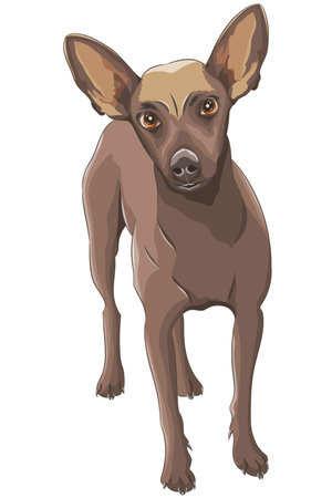 Drawing of a dog breed Russian toy terrier.のイラスト素材
