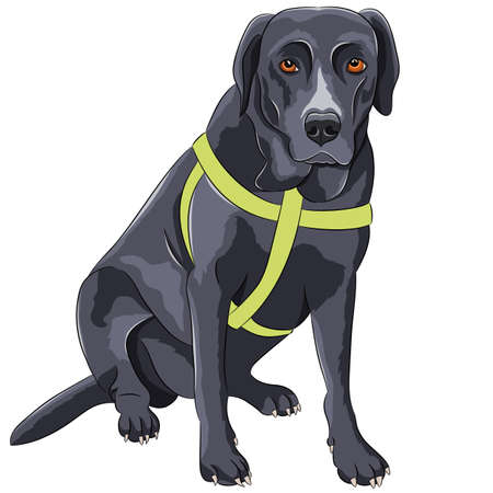 Color drawing of a sitting dog of the Labrador breed.のイラスト素材