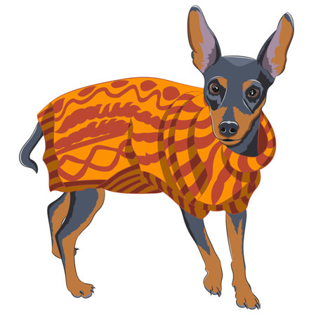 Dog breed English toy terrier in an orange blanket isolated on a white background.のイラスト素材
