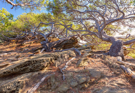 Twisted Pines on the Cliffs in Cadaques, Spain