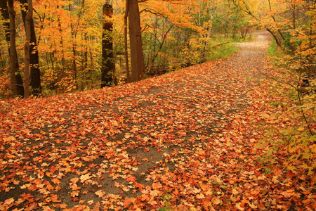 A country path is a blaze of color on a quiet Autumn's day.の写真素材