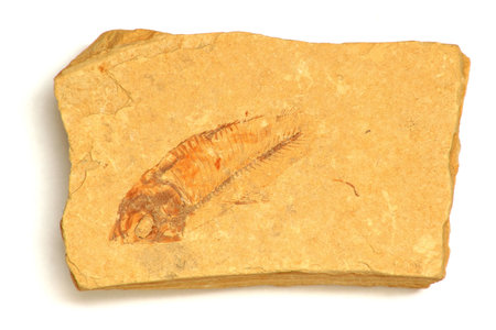 Fossil fish in sandstone, Devonian Period.の写真素材