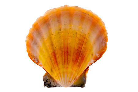 Collection of sea shells for aquarium, isolated on white backgroundの写真素材