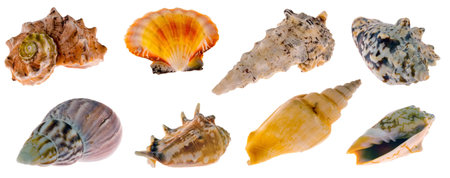 Collection of sea shells for aquarium, isolated on white background